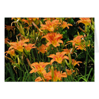 Fleurs orange vierges