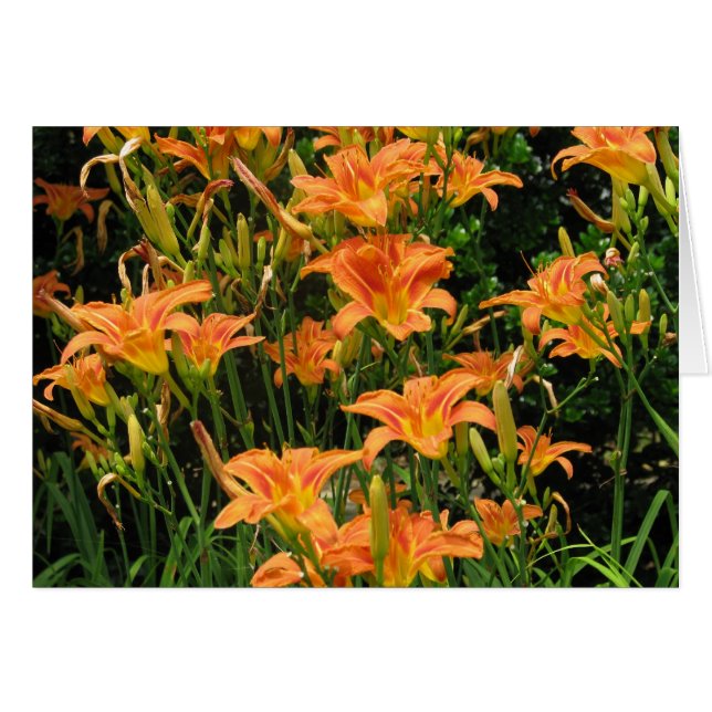 Fleurs orange vierges (Devant Horizontal)