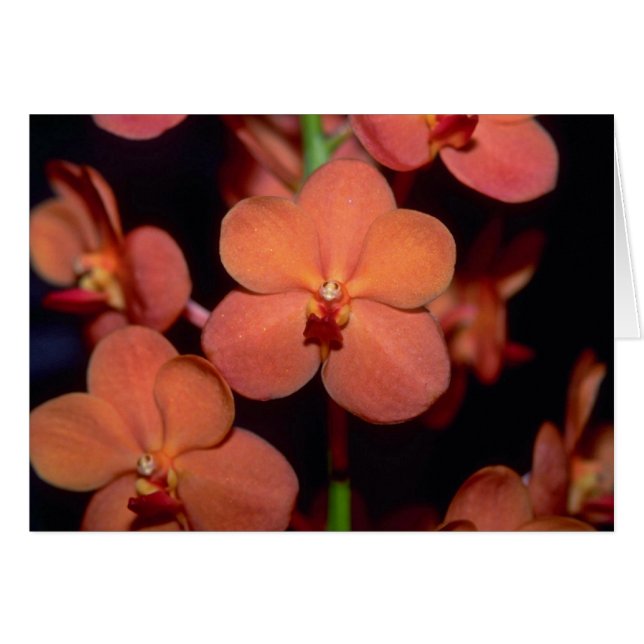 Fleurs oranges de Vanda (Devant horizontal)