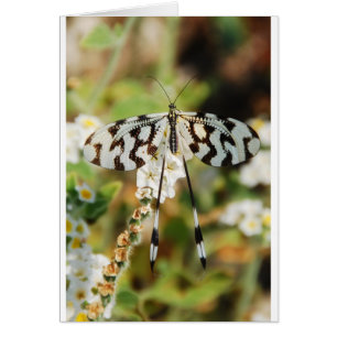 Fleurs Papillons Floraison Mariage Bain de Rêve