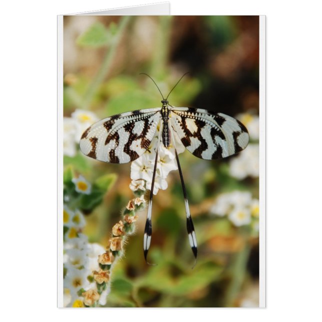 Fleurs Papillons Floraison Mariage Bain de Rêve (Devant)