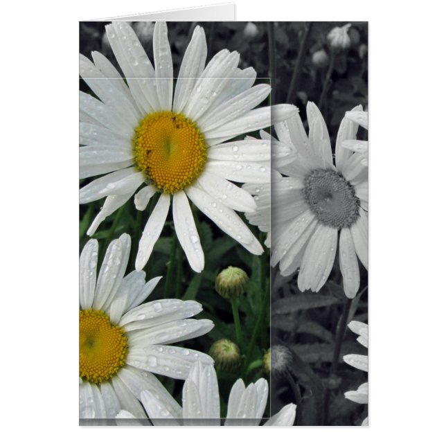 Fleurs par le lac - marguerites (Devant)