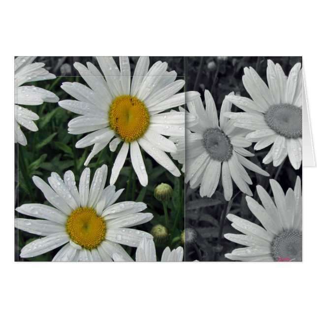 Fleurs par le lac - marguerites (Devant horizontal)