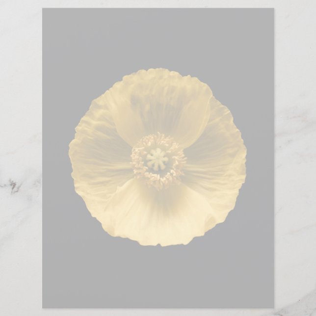 Fleurs | Pavot jaune (Devant)