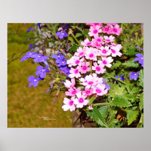 Fleurs Phlox rose violet Poster ou imprimer