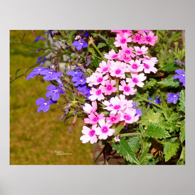 Fleurs Phlox rose violet Poster ou imprimer (Devant)