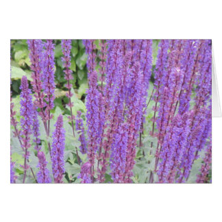 Fleurs pourpres, Bruges, Belgique