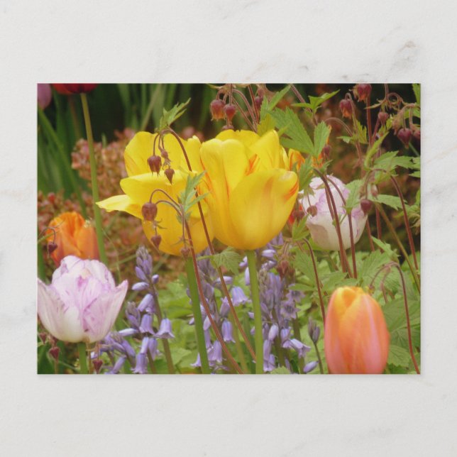 Fleurs Printemps Dans Carte Postale Bordure (Devant)