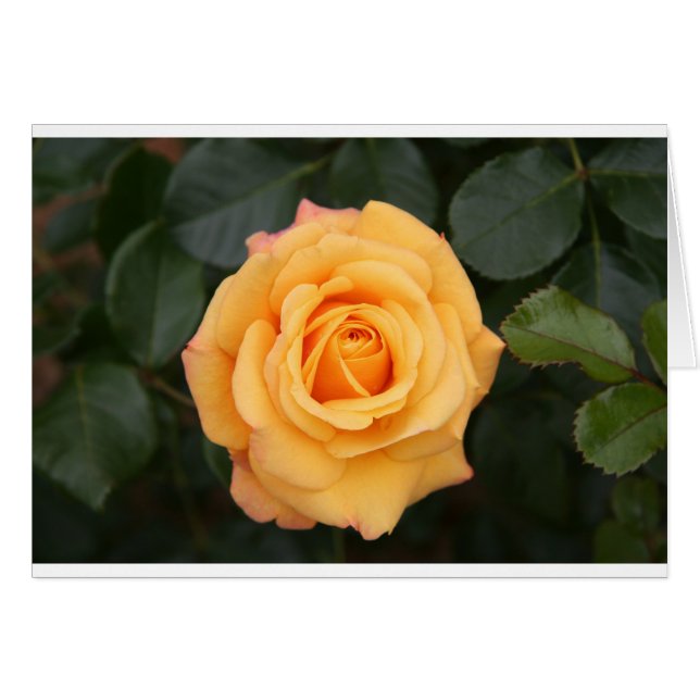 fleurs rose fleur amour femme chéri couple (Devant horizontal)