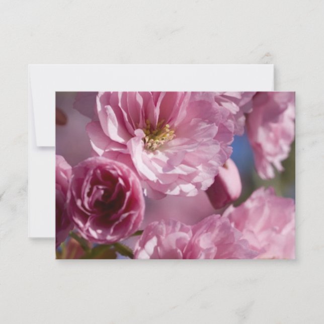 Fleurs roses (Devant)