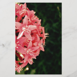 Fleurs roses