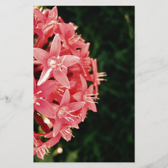 Fleurs roses (Devant)
