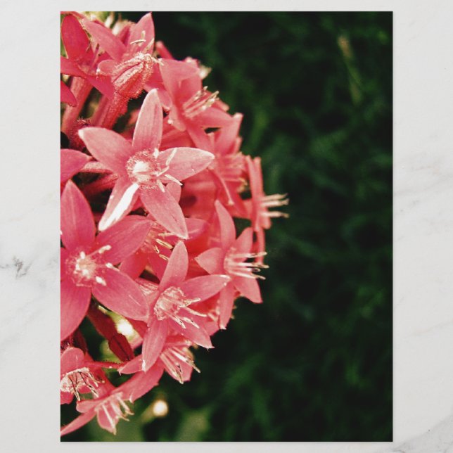 Fleurs roses (Devant)