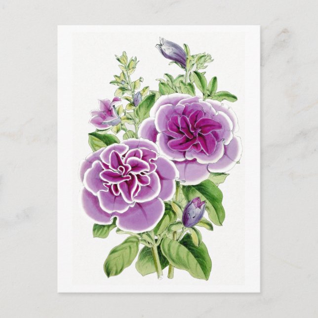 Fleurs roses Carte Postale Botanique Vintage (Devant)