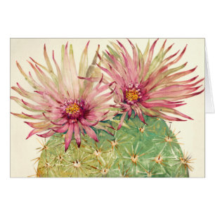 Fleurs roses de cactus