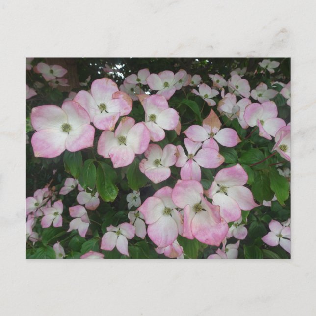 Fleurs roses do-it-yourself Carte postale (Devant)