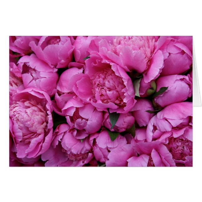 Fleurs roses luxuriantes de pivoine (Devant horizontal)