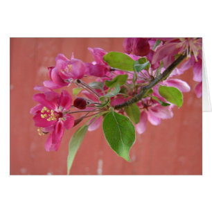 Fleurs roses sur arbre, Fête des Mères