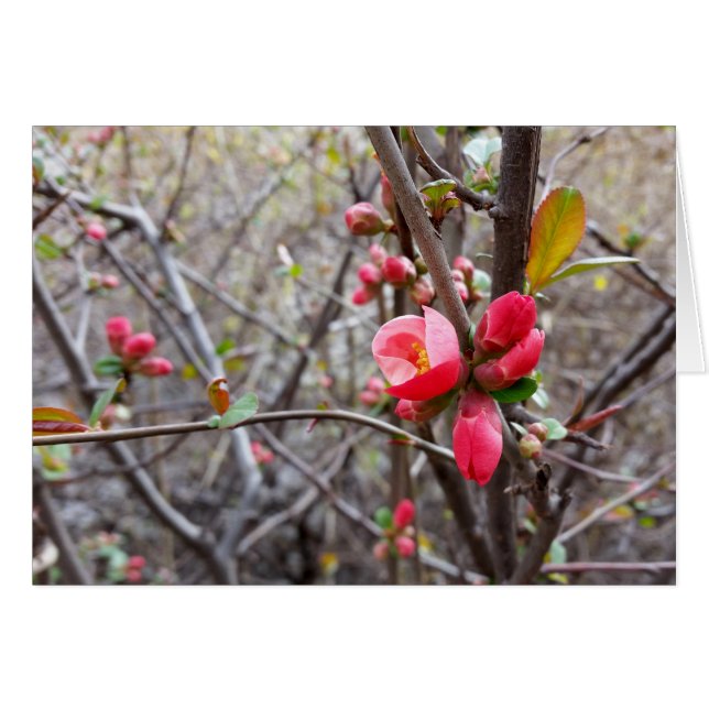 fleurs rouges (Devant horizontal)