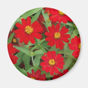 Fleurs rouges avec aimant Centres Jaunes