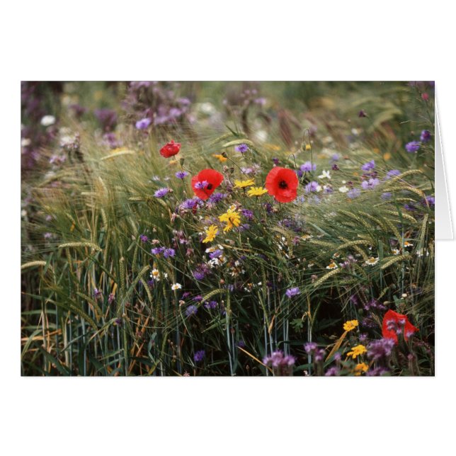 Fleurs sauvages (Devant horizontal)