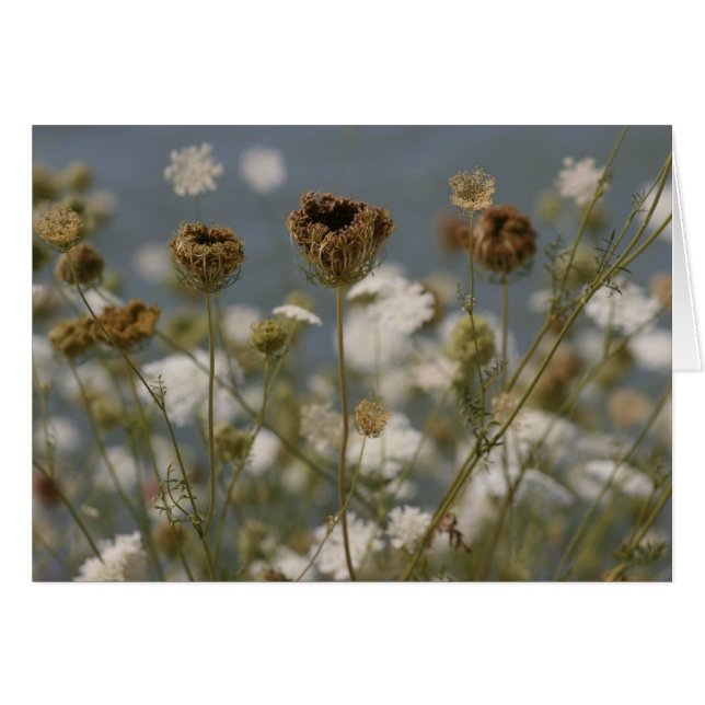 Fleurs sauvages (Devant horizontal)