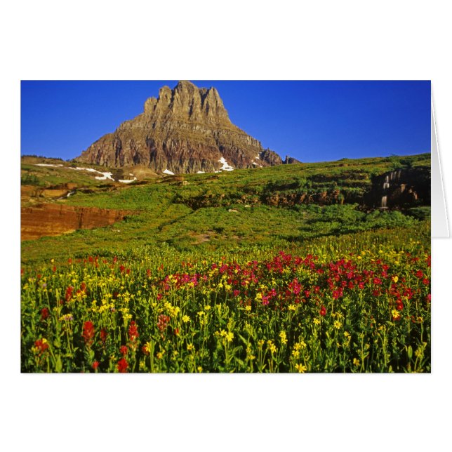 Fleurs sauvages alpines à Logan Pass dans Glacier (Devant horizontal)