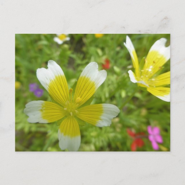 Fleurs sauvages : Carte postale do-it-yourself jau (Devant)