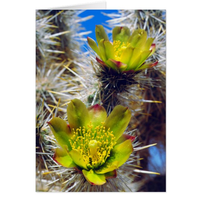 Fleurs sauvages de cactus Cholla argenté (Devant)