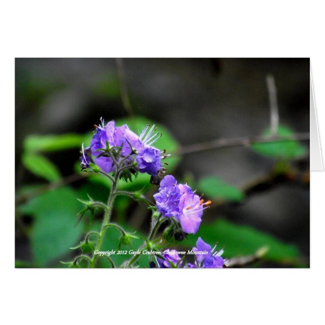 Fleurs sauvages de Chilhowee Mountain, Tennessee (Devant Horizontal)