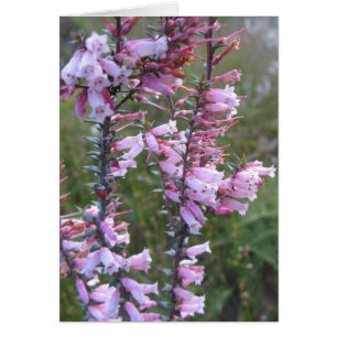 Fleurs sauvages de la santé rose
