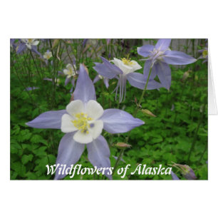 Fleurs sauvages de l'Alaska-Columbine (Aquilegiaca