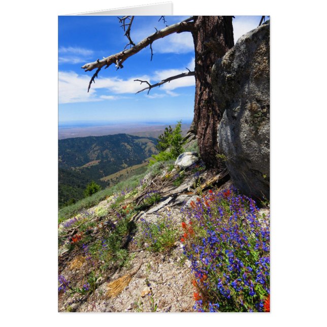 Fleurs sauvages de l'Idaho (Devant)