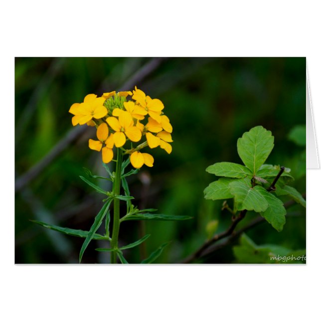 Fleurs sauvages de ressort (Devant horizontal)