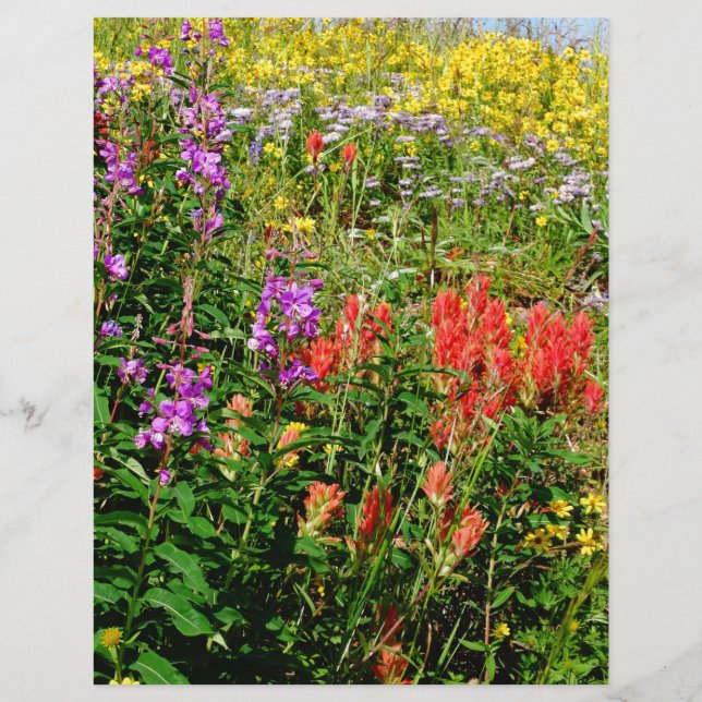 Fleurs sauvages des Rocheuses (Devant)