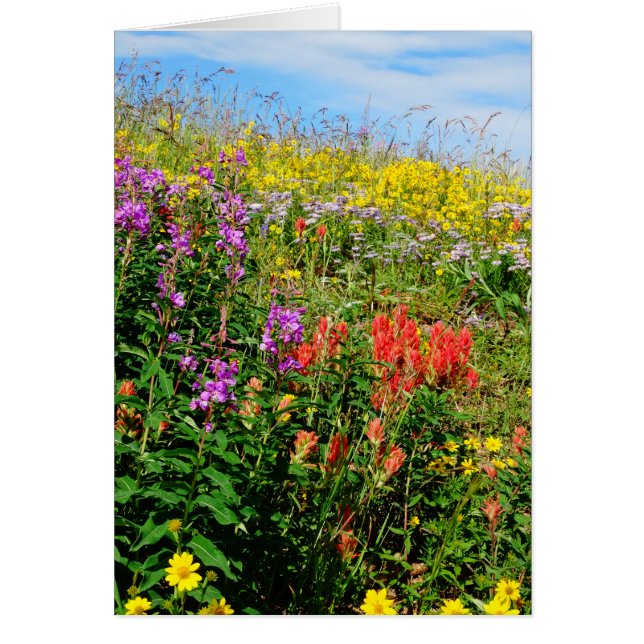 Fleurs sauvages des Rocheuses (Devant)