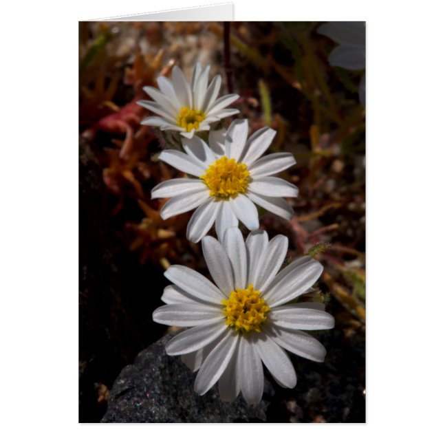 Fleurs sauvages Desert Star (Devant)