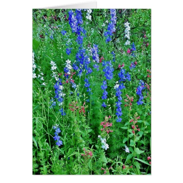 Fleurs sauvages du Texas (Devant)