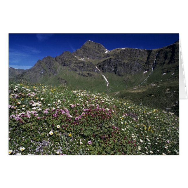 Fleurs sauvages, en fleurs, Alpes, Suisse (Devant horizontal)