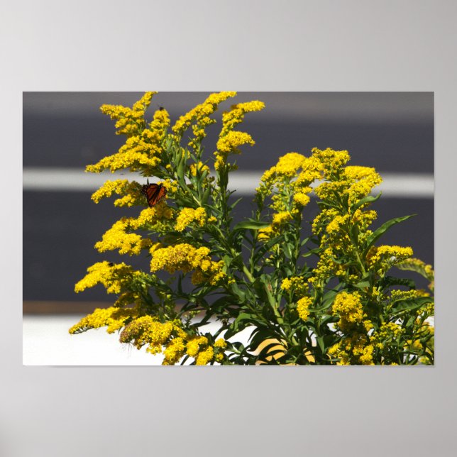 Fleurs sauvages jaunes avec affiche papillon (Devant)