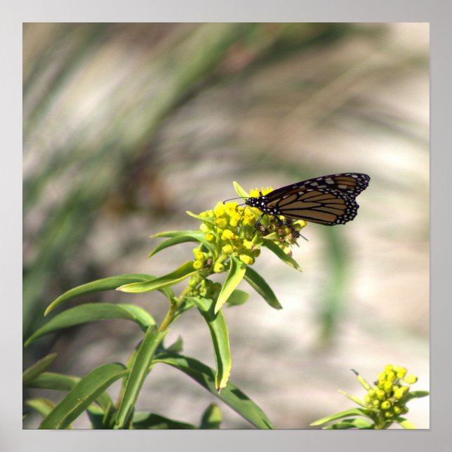 Fleurs sauvages jaunes avec affiche papillon (Devant)