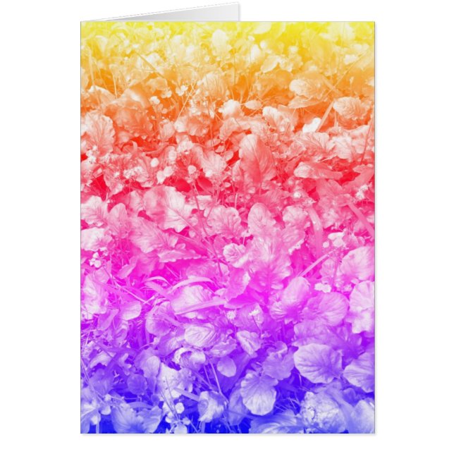 Fleurs sauvages multicolores (Devant)