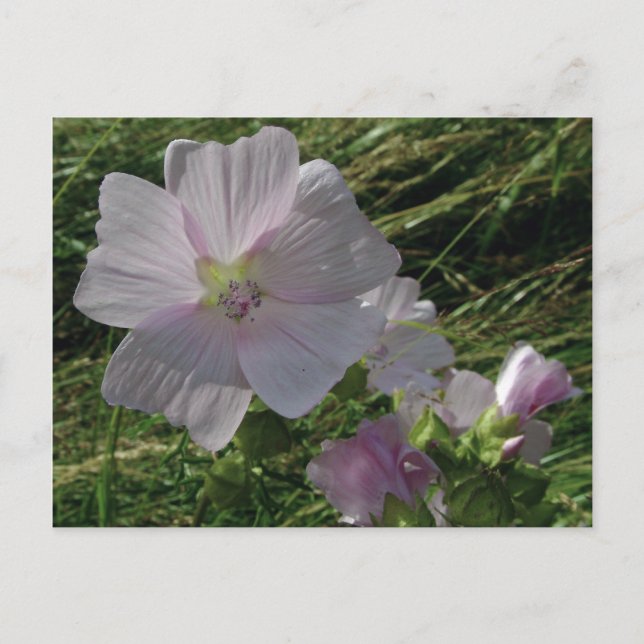 Fleurs sauvages no 3 | Cartes postales (Devant)