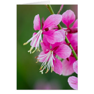 Fleurs sauvages personnalisables