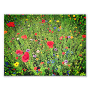Fleurs sauvages Photo Professional Paper (Satin)