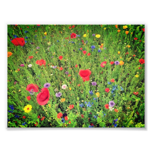 Fleurs sauvages Photo Professional Paper (Satin) (Devant)