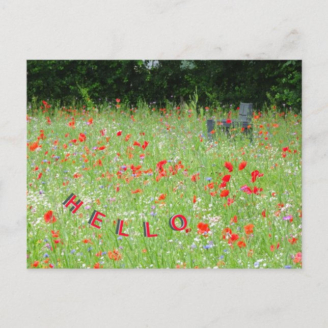 Fleurs Sauvages Poppies Bench HELLO Carte postale (Devant)