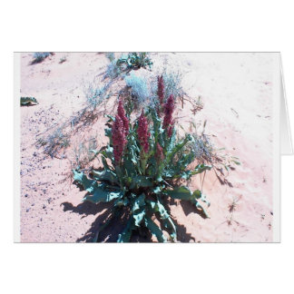 Fleurs sauvages pourpres