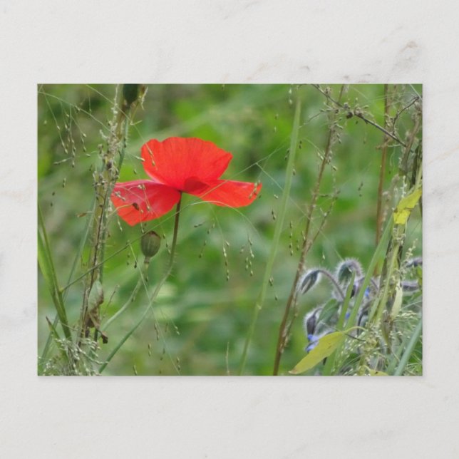 Fleurs sauvages : Red Poppy do-it-yourself carte p (Devant)