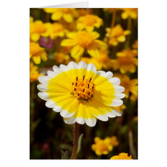 Fleurs sauvages Tidy Tip (Devant)